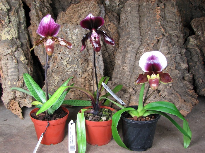 Paphiopedilum Ruby Leopard Vini x charlesworthii.JPG