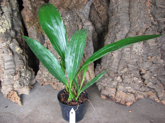 Gongora cassidea.JPG