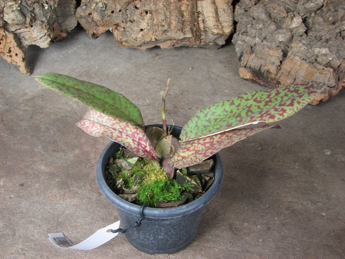 Psychopsis Butterfly (sanderae x papilio).JPG