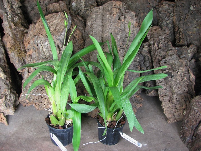 Beallara Tahoma Glacier 'Green'.JPG
