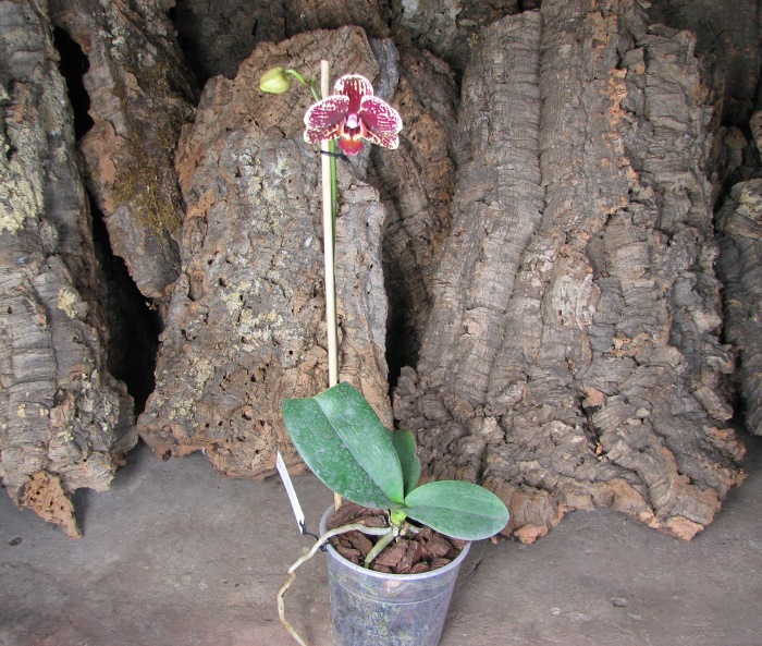 Doritaenopsis KB Charmer '#1'.JPG