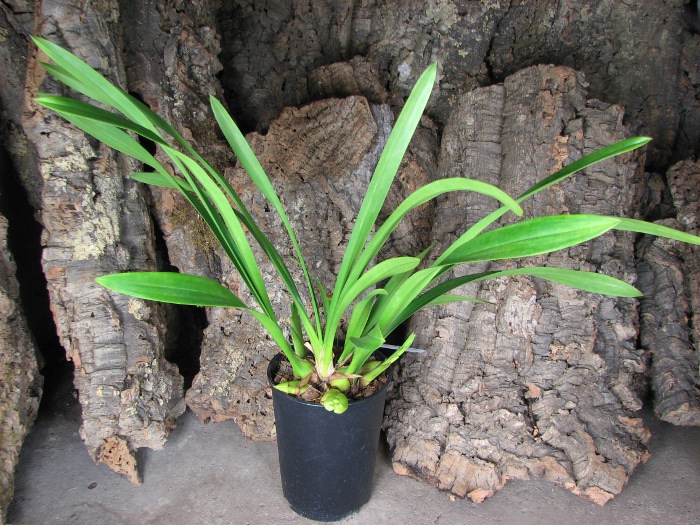 Cymbidium Cascade 'Spring Wind'.JPG