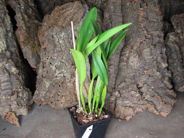Rhyncholaeliocattleya Golf Green 'Lu-Chi' (OG).JPG