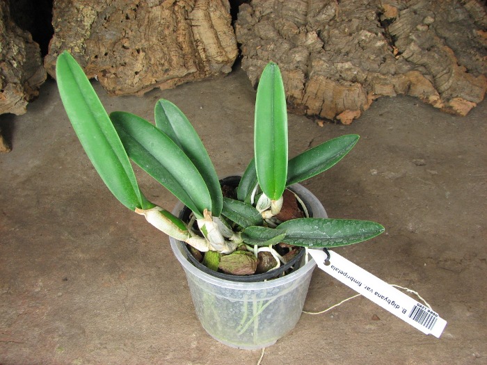 Brassavola digbyana var. fimbripetala.JPG