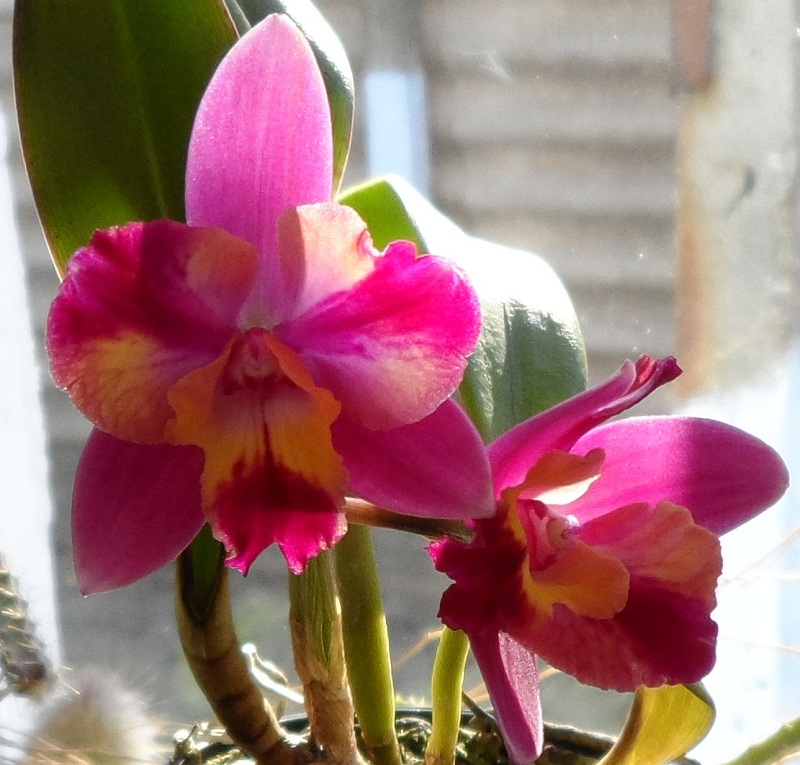 Sophrolaeliocattleya Hawaiian Splash 'Lea' (Payche x Mishima Star)