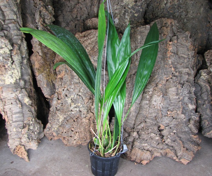 Cirrhaea loddigesii.JPG
