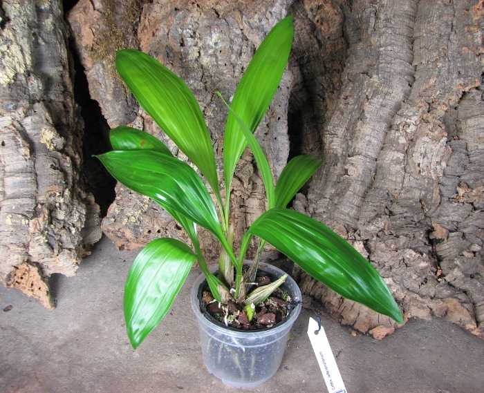 Coryanthes leferenziorum.JPG