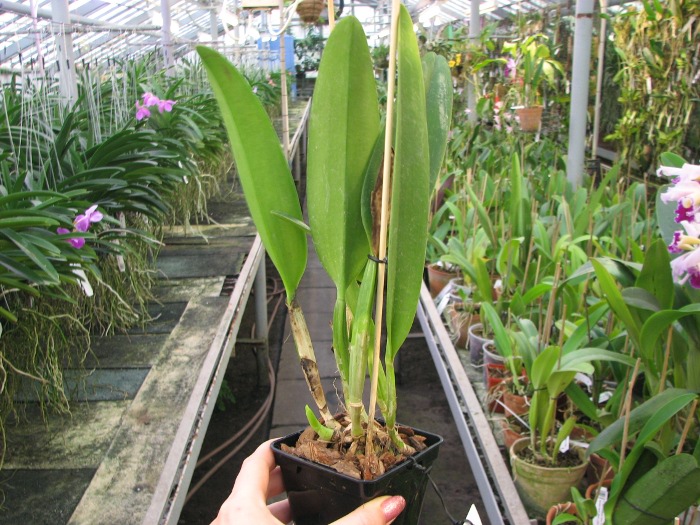 Cattleya mossiae var. amoena.JPG