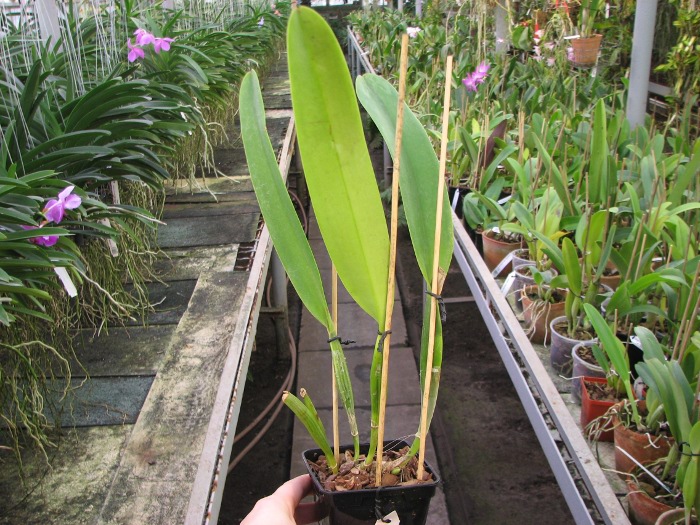 Cattleya mossiae.JPG