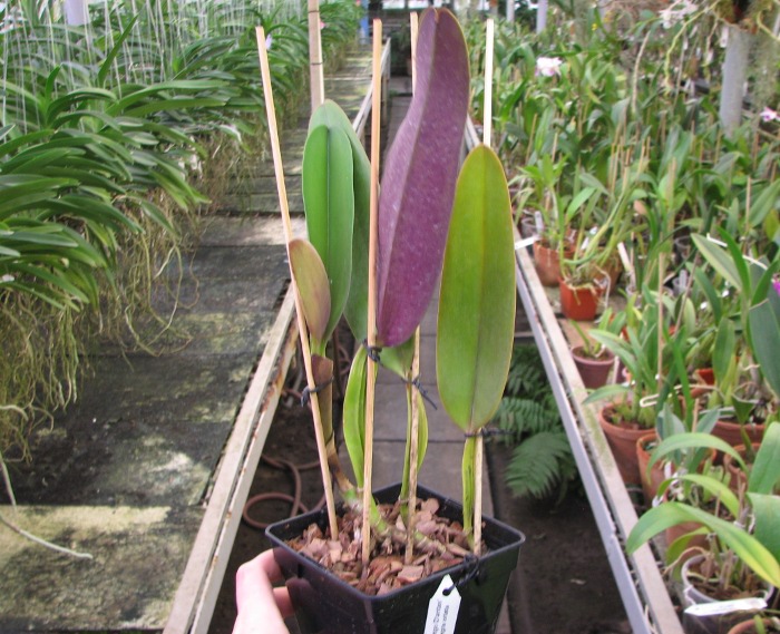 Cattleya warneri escura 'Corrego D'antas' x Cattleya warneri escura integra orlata.JPG