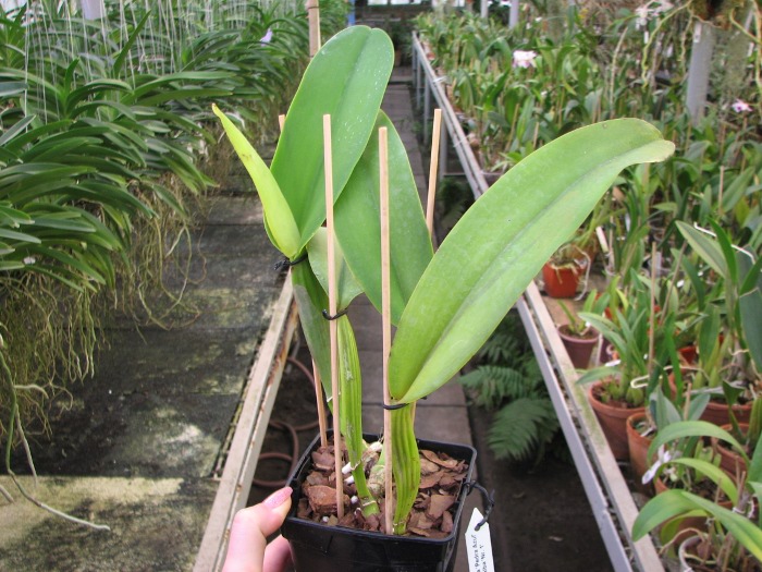 Cattleya warneri semi alba 'Pedra Azul' x Cattleya warneri semi alba 'Nr. 1'.JPG