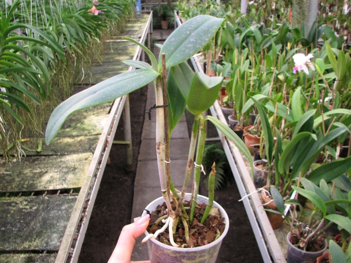 Cattleya (Penny Kuroda x Corcovado).JPG