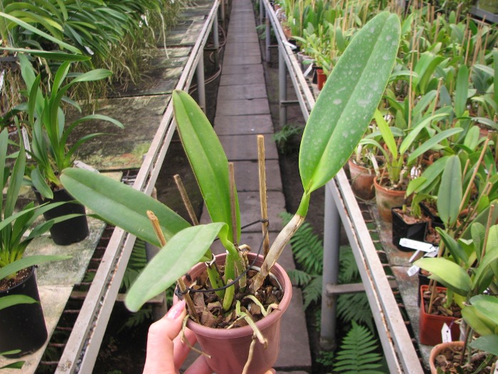 Cattleya gaskelliana (suavissima x rosea).JPG