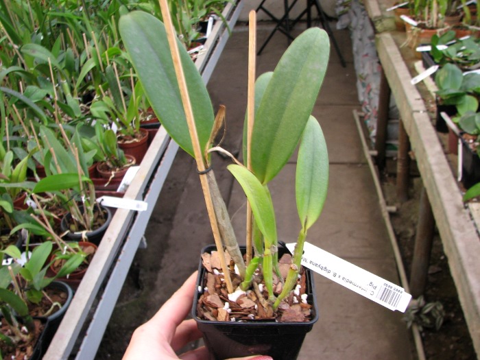 Cattleya intermedia x Brassavola digbyana 'Mr. Pig'.JPG