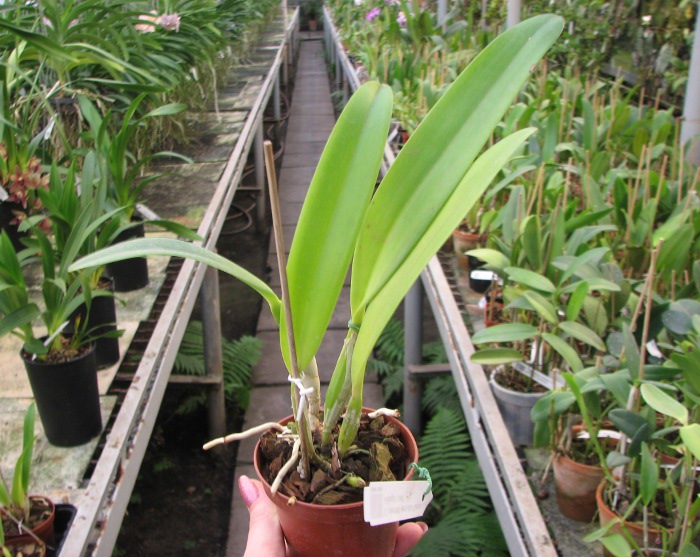 Cattleya mendelii semi-alba 'Carlos Arango' x self.JPG