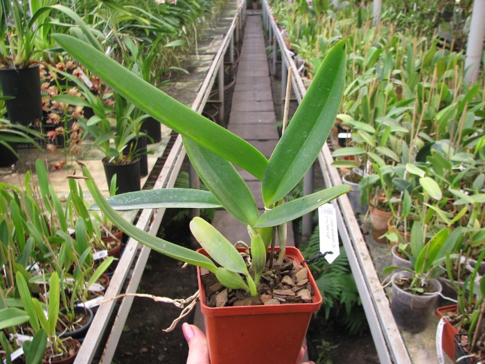 Cattleya labiata coerulescens 'Da. Norma Dreher' x self.JPG