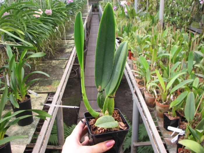 Cattleya percivaliana carnea x SELF.JPG
