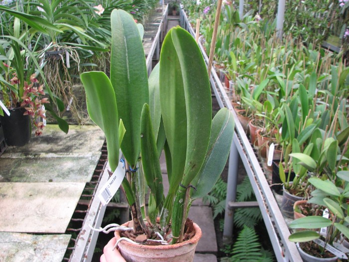 Cattleya Petch Siam.JPG