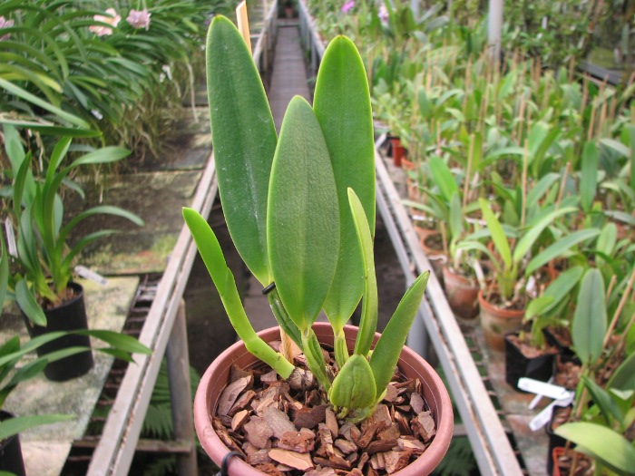 Cattleya eldorado alba 'Ouro Branco'.JPG