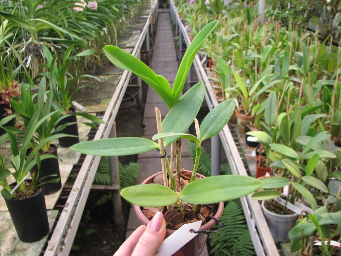 Cattleya forbesii.JPG