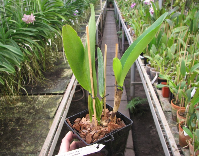 Cattleya labiata alba x Cattleya labiata roxo bispo 'Urbano'.JPG