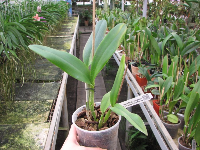 Brassocattleya Angel Lace 'Perfection' (Cattleya Little Angel x Brassavola digbyana).JPG