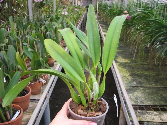 Laeliocattleya Ballet Folklorico 'Eloquence' (Cattleya Song of Norway x Laelia speciosa).JPG