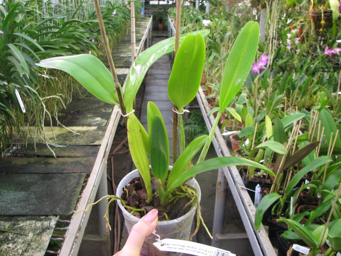 Cattleya trianae escura 'Jean Groben' (11-8) x Cattleya trianae 'Mariposa' (14-8).JPG