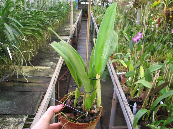 Cattleya trianae orlata 'TT' XXX x Cattleya trianae 'Cecilia' (04-8).JPG