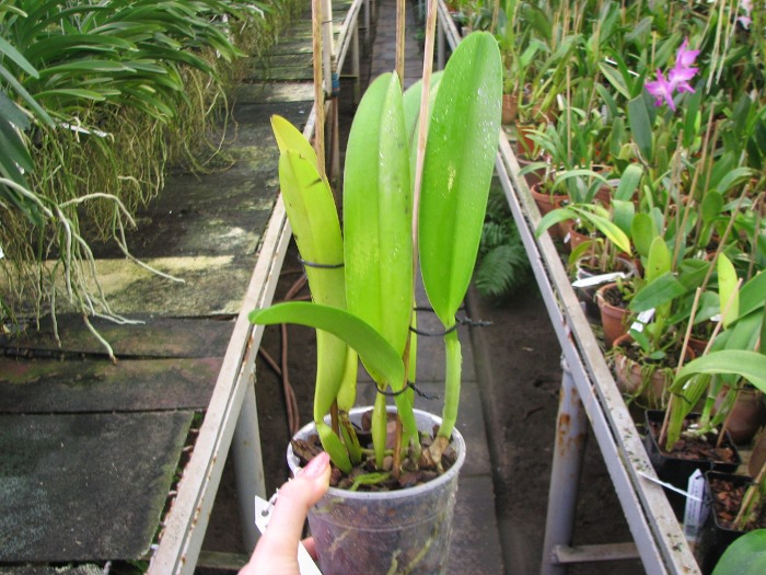 Cattleya warscewiczii tipo 'Hector' x SELF.JPG