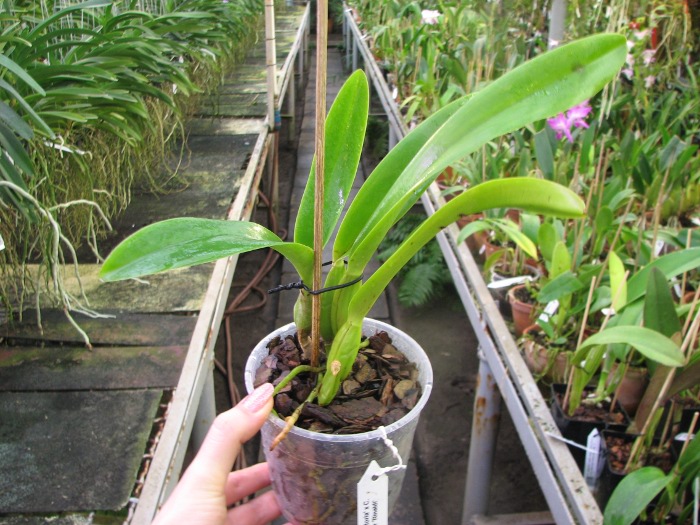 Cattleya trianae 'Da. Vitoria' x Cattleya trianae concolor 'Rinaldi'.JPG