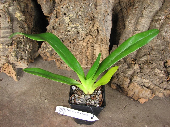Paphiopedilum lowii 'Daya' x sib '#2'.JPG