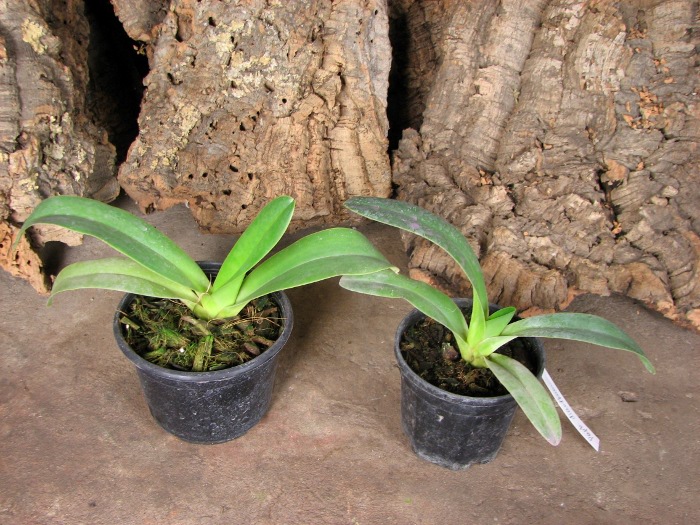 Paphiopedilum dianthum.JPG