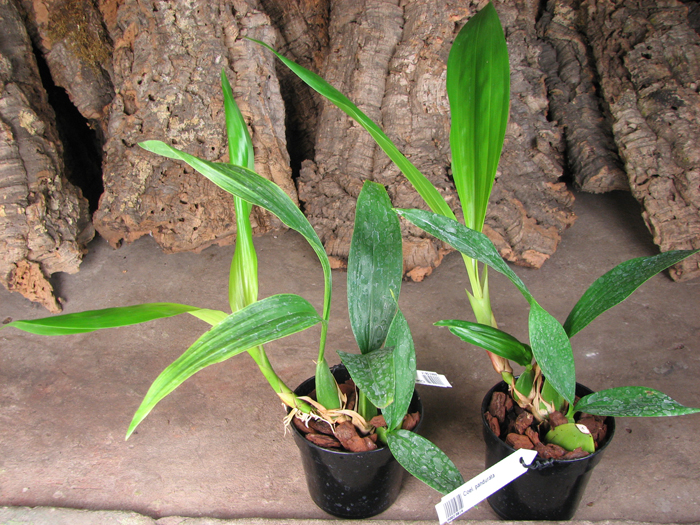 Coelogyne pandurata.jpg