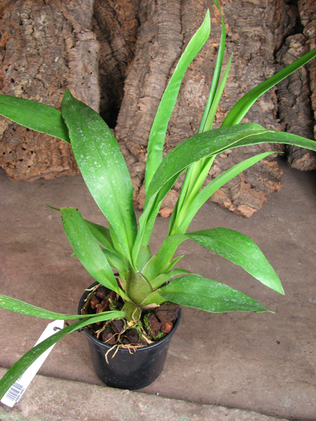 Odontoglossum Margarete Holm.jpg
