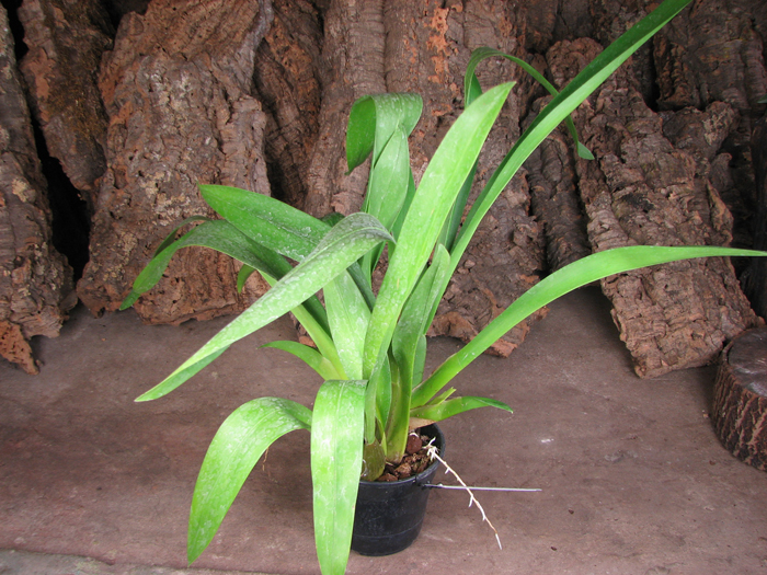 Wilsonara Quedlingburg.jpg
