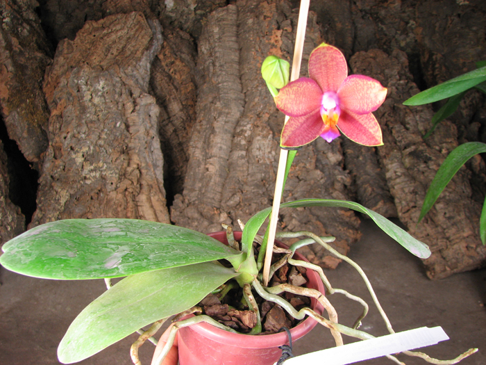 Doritaenopsis Sogo Meili x Phalaenopsis Ld's Bear Queen.jpg