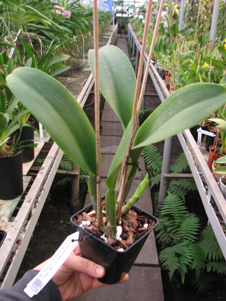 Brassolaeliocattleya Ports of Paradise x Brassolaeliocattleya Suan Puttan 'Pei' x Brassavola digbyana 'Mr Pig'.jpg