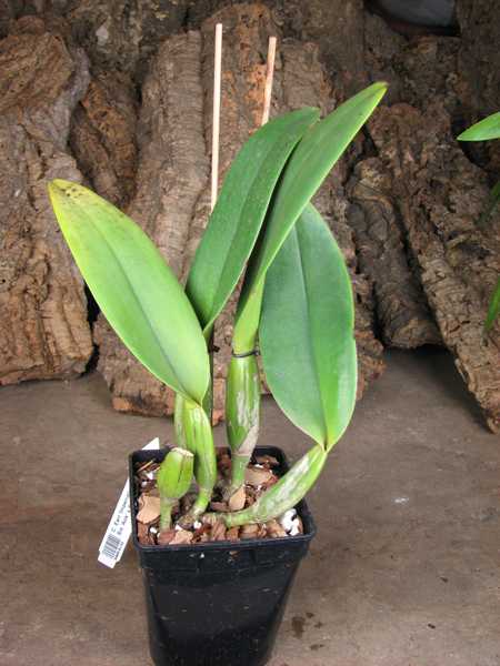 Cattleya Earl 'Imperialis' x Brassolaeliocattleya Ranger Six 'Aok' x Brassavola digbyana 'Mr Pig'.jpg