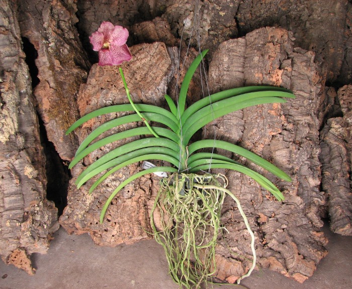 Vanda Tarab Waxy x Ascocenda Medasand - Vanda Suntan .JPG
