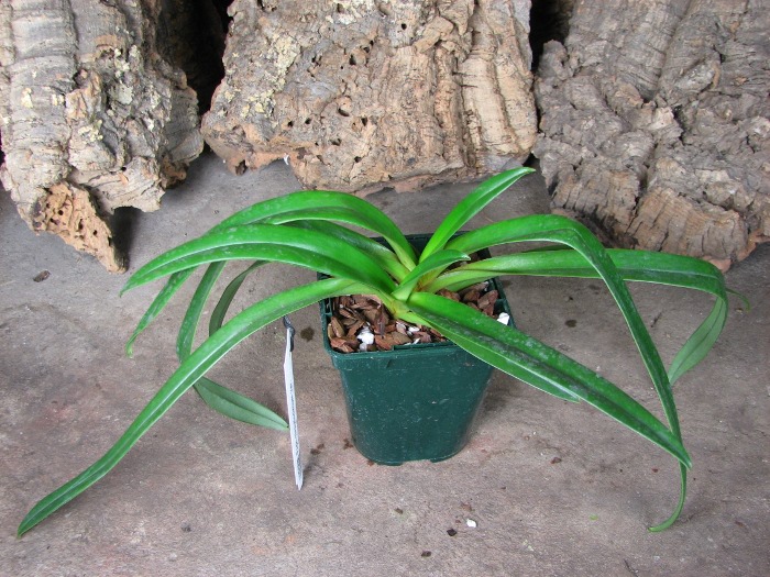 Paphiopedilum hirsutissimum var. esquirolei.JPG
