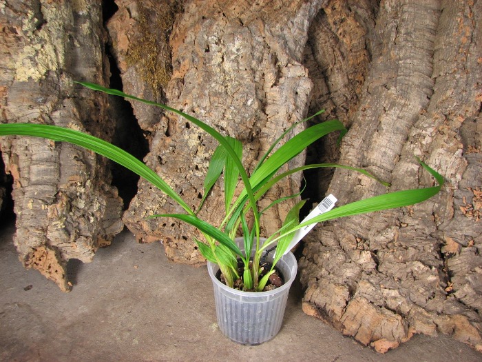 Coryanthes misasii.JPG