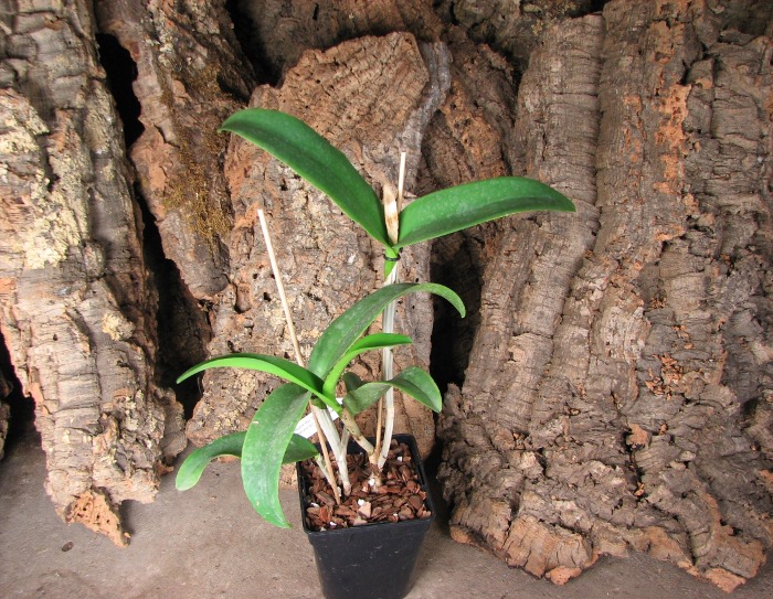 Cattlianthe Sagarik Wax 'Dark Africa' (Cattleya Summerland Girl x Cattlianthe Chocolate Drop).JPG