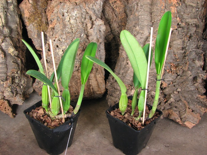 Cattleya trianae 'Junio' (12-8) x Cattleya trianae 'Sangre de Toro II' (25-8).JPG