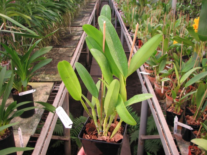 Laelia purpurata rubra flamea 'Osorio' x Cattleya leopoldii 'Marrom Glace'.JPG