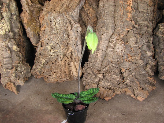 Paphiopedilum malipoense.JPG