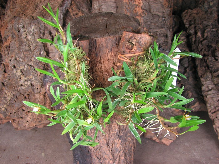 Dinema polybulbon.JPG