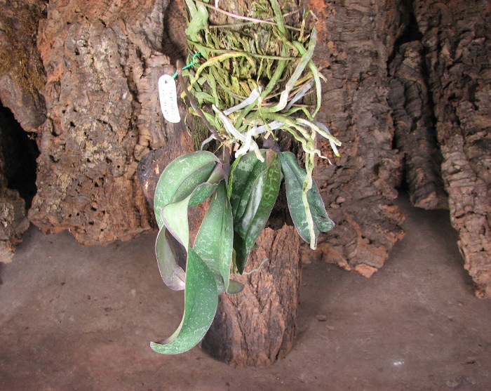 Phalaenopsis schilleriana.JPG