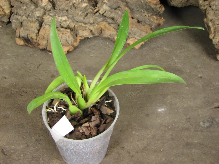 Odontoglossum Hans Koch x Odontocidium Tiger Crow 'Golden Gate'.JPG