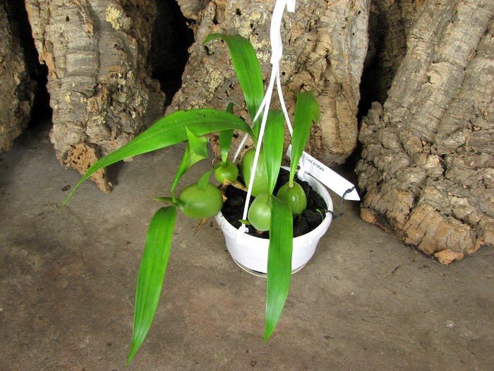Coelogyne cristata.JPG